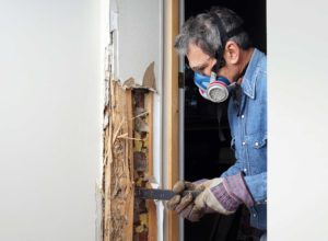 Contractor repairing termite damage